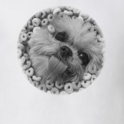Dog Instagram Marnie Trendy Classic T Shirt 25860036