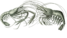 image overlay