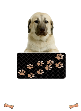 https://d1w8c6s6gmwlek.cloudfront.net/dabbapparel.com/overlays/385/627/38562798.png img