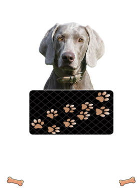 https://d1w8c6s6gmwlek.cloudfront.net/dabbapparel.com/overlays/385/879/38587902.png img