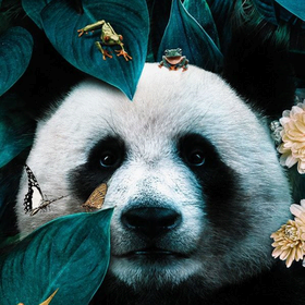 image overlay