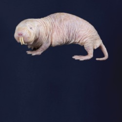 Naked Mole Rat Parody T Shirt 38438266