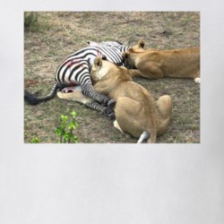 Lion Pride Eating Zebra T Shirt 38728414