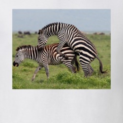 Zebra Mating Season T Shirt 38728415