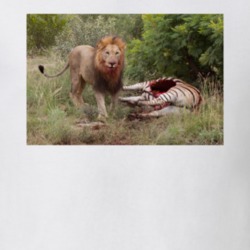 Lion Eating Zebra Art T Shirt 38728416