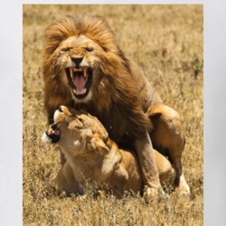 Lion Mating Art Fan T Shirt 38728417