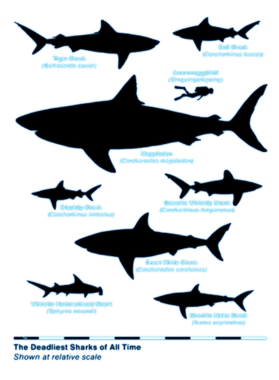 https://d1w8c6s6gmwlek.cloudfront.net/oldshirtybastard.com/overlays/344/721/34472103.png img