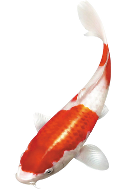 image overlay