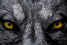 https://d1w8c6s6gmwlek.cloudfront.net/tshirtful.com/overlays/156/057/1560575.png img